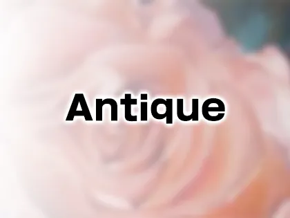 Antique～アンティーク～ 本八幡店