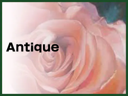Antique（アンティーク）篠崎店